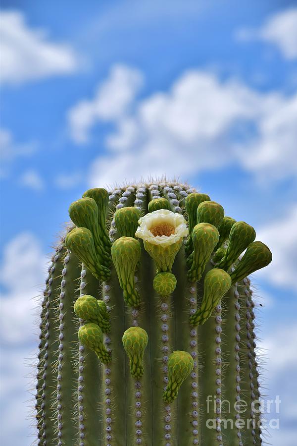 A Saguaro Budding Moment Photograph by Janet Marie