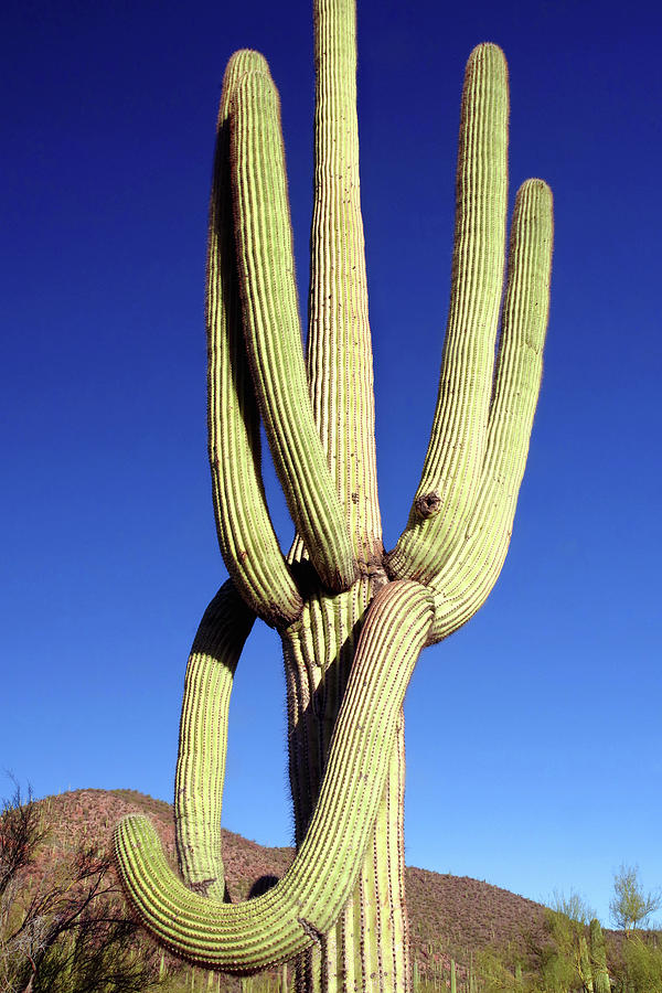 Saguaro National Park Photograph - A Saguaro Cactus Cradle   by Douglas Taylor