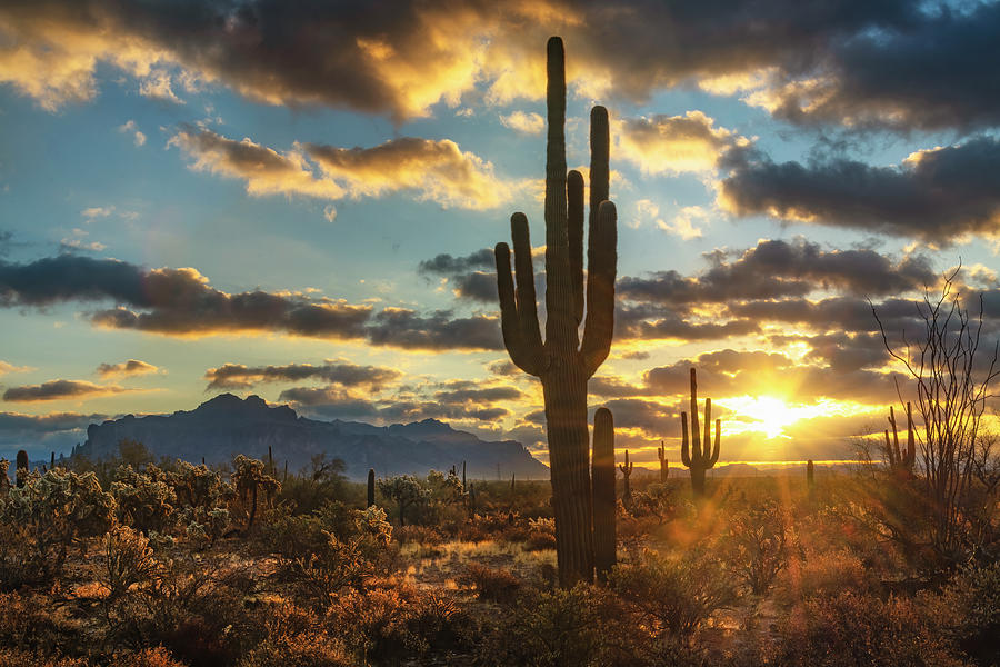 A Saguaro Sunrise In The Sonoran  Photograph by Saija Lehtonen