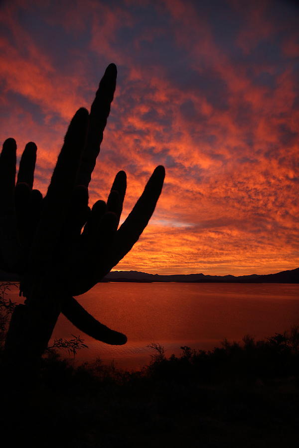 A Saguaro Sunrise Photograph by Steve Wolfe