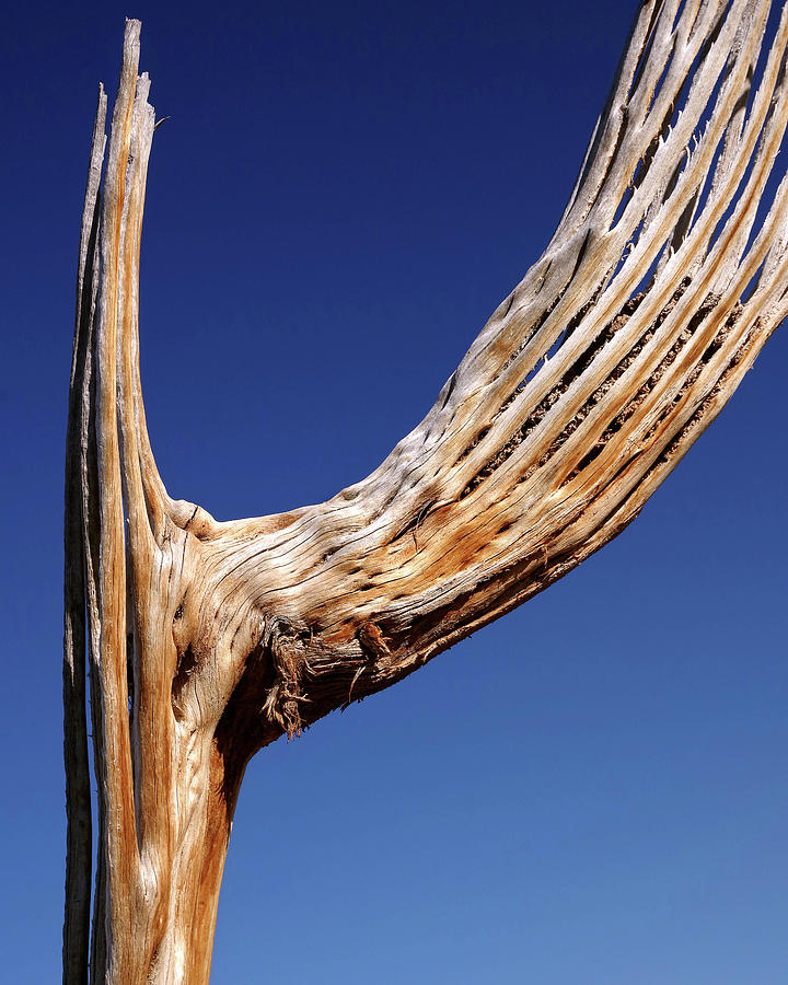 A Saguaro's Last Stand Photograph by Douglas Taylor - Fine Art America