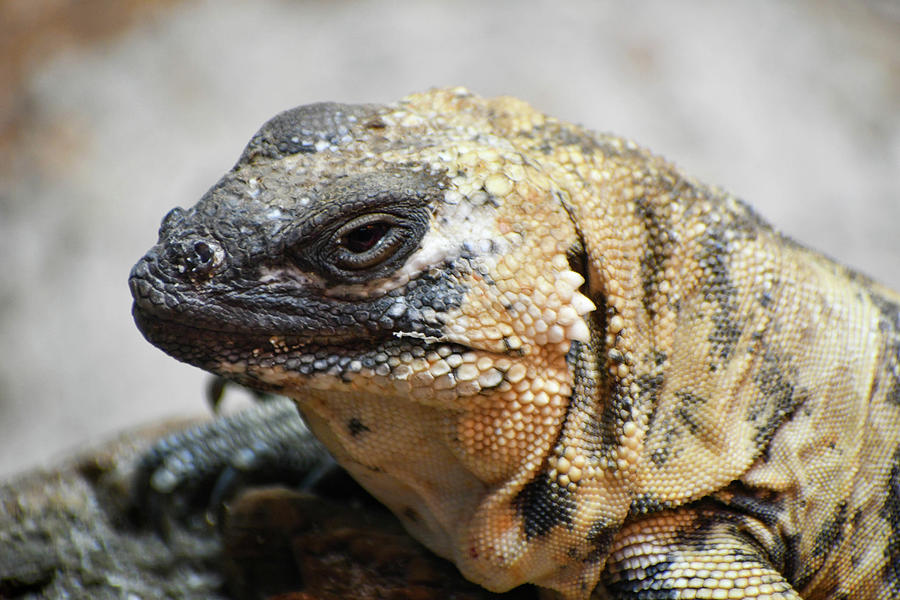 A san esteban chuckwalla basking on a log Photograph by Lisa Crawford ...