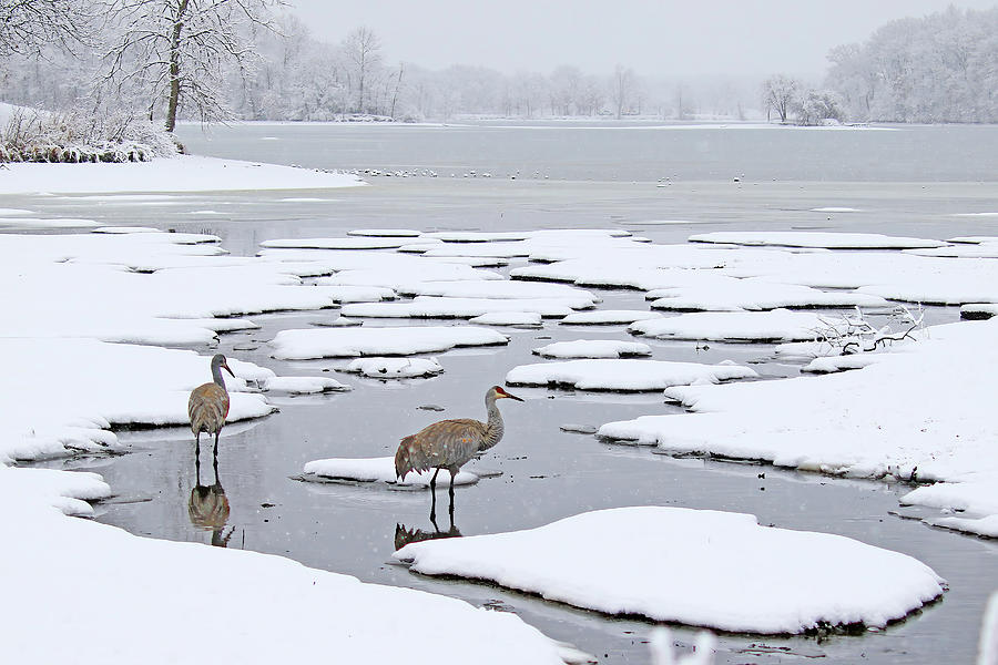 A Sandhill Crane Couple in a Michigan Winter Wonderland Photograph by Shixing Wen