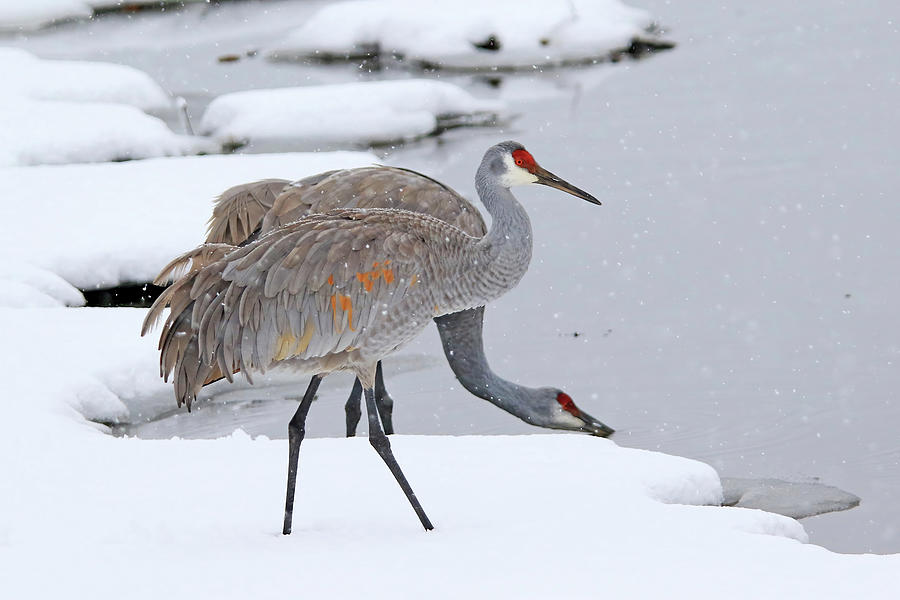A Sandhill Crane Couple in Michigan Winter Photograph by Shixing Wen