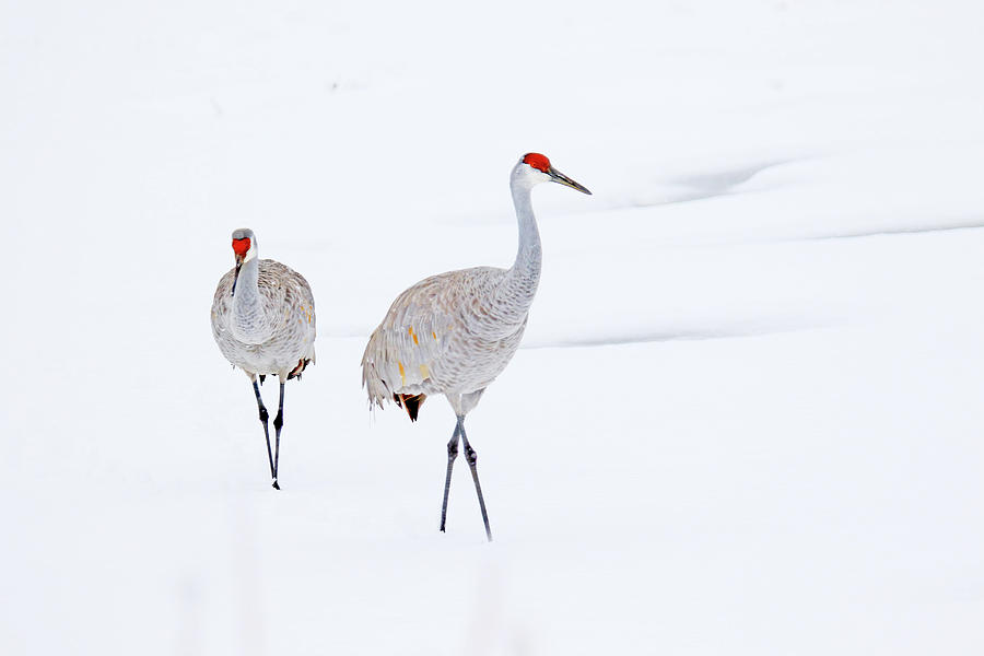 A Sandhill Crane Couple Walking in Snow Photograph by Shixing Wen