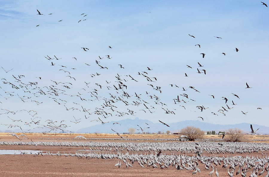 A Sandhill Crane Flock At Whitewater Draw, Az, Usa Photograph