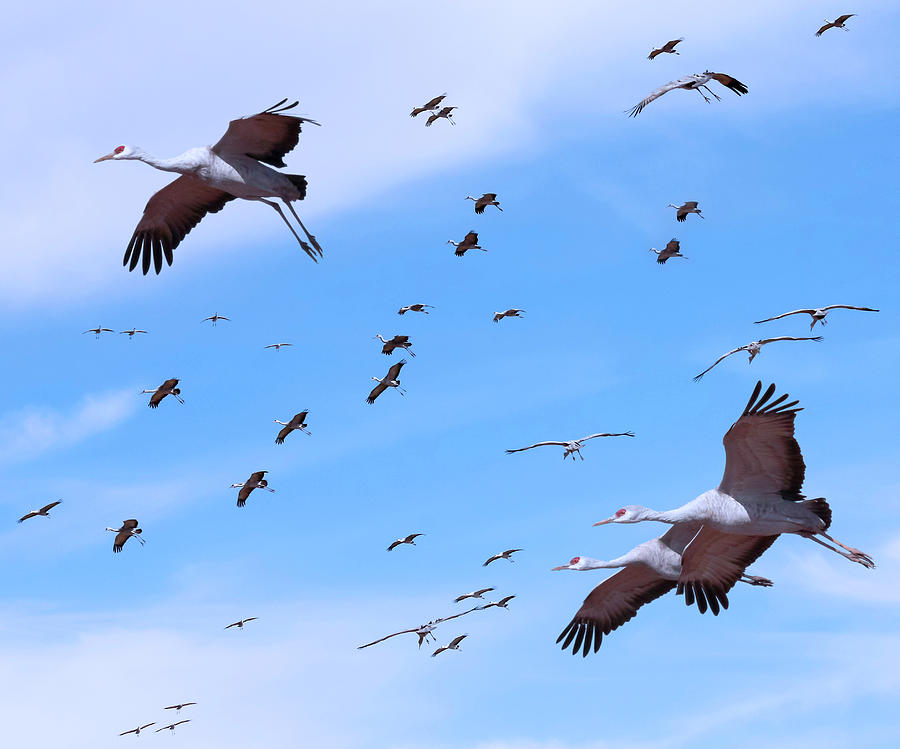 A Sandhill Crane Flock, Whitewater Draw, AZ, USA Digital Art by Derrick