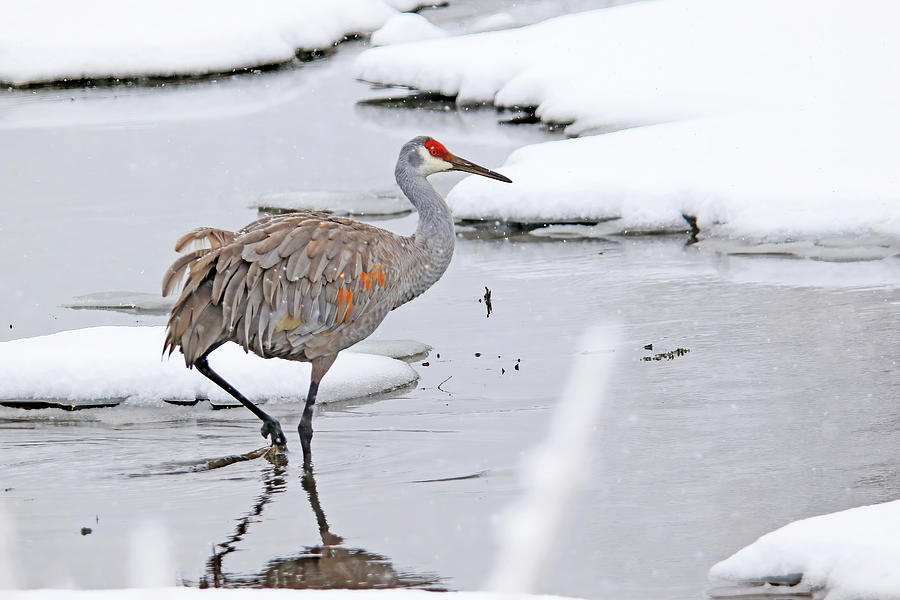 A Sandhill Crane in Michigan Winter Photograph by Shixing Wen