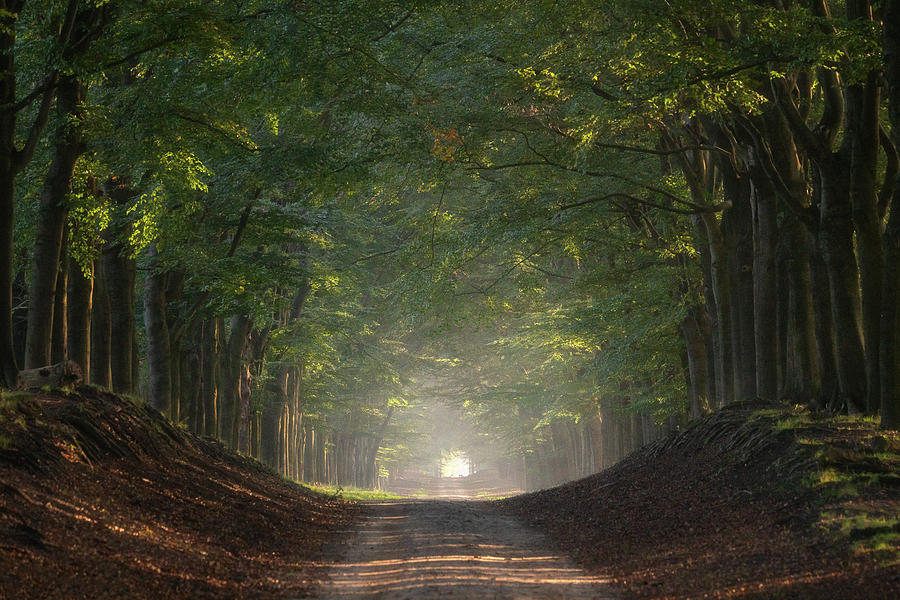 A sandy road in the forest near Otterlo Photograph by Anges Van der Logt