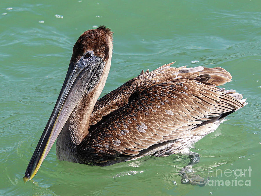 A Sarasota Bays Pelican Photograph by Joanne Carey