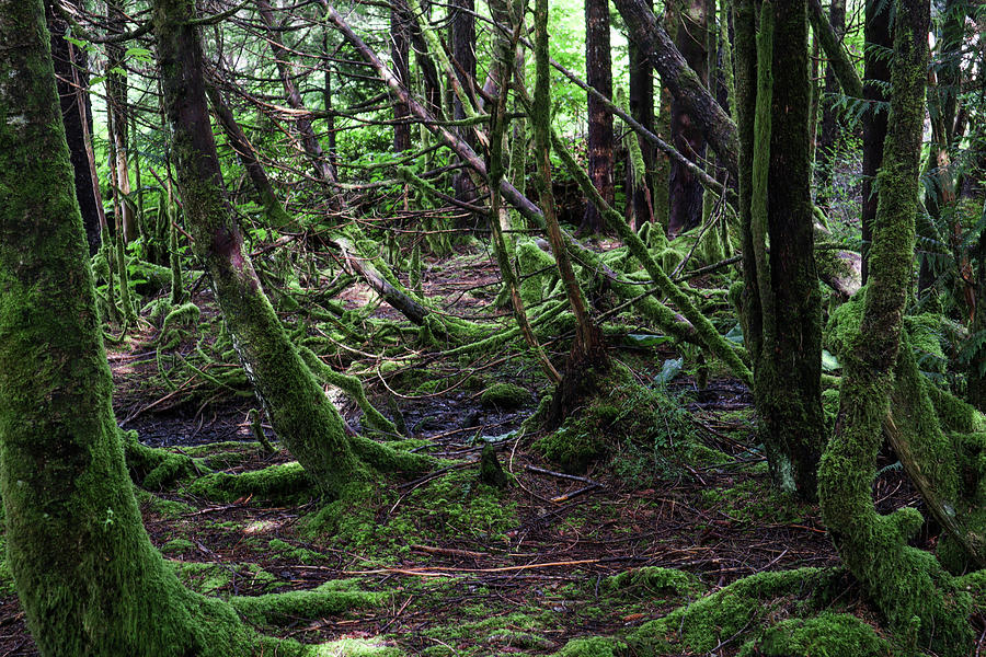 A Saxman Forest Glimpse Photograph