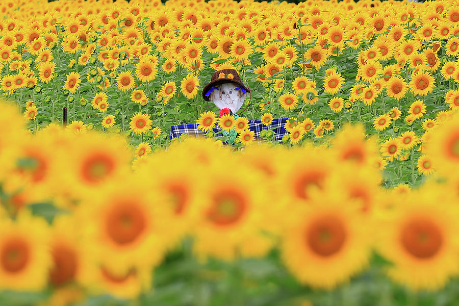 A scarecrow in a Sunflower Field Photograph by Shixing Wen