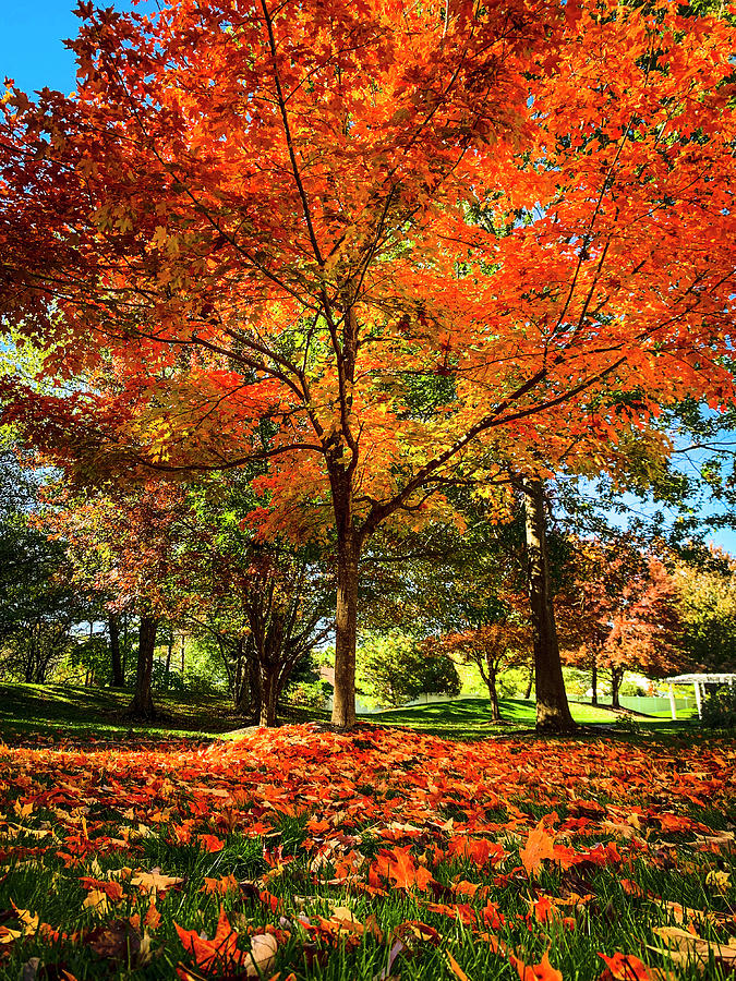 A scene of Autumn Photograph by Jim Feldman