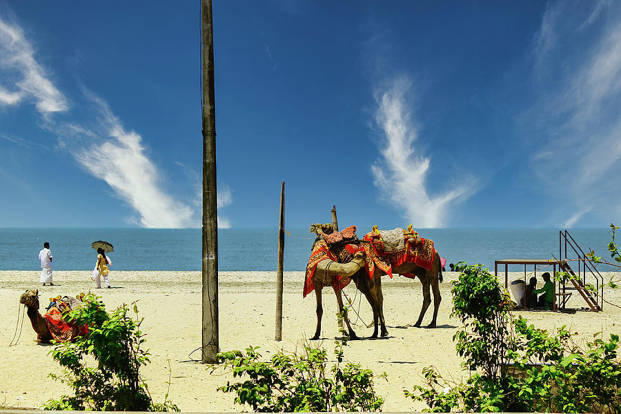 A scenic view of camel couple and cloud on a beach in Kerala state located in South India Photograph by Arpan Bhatia