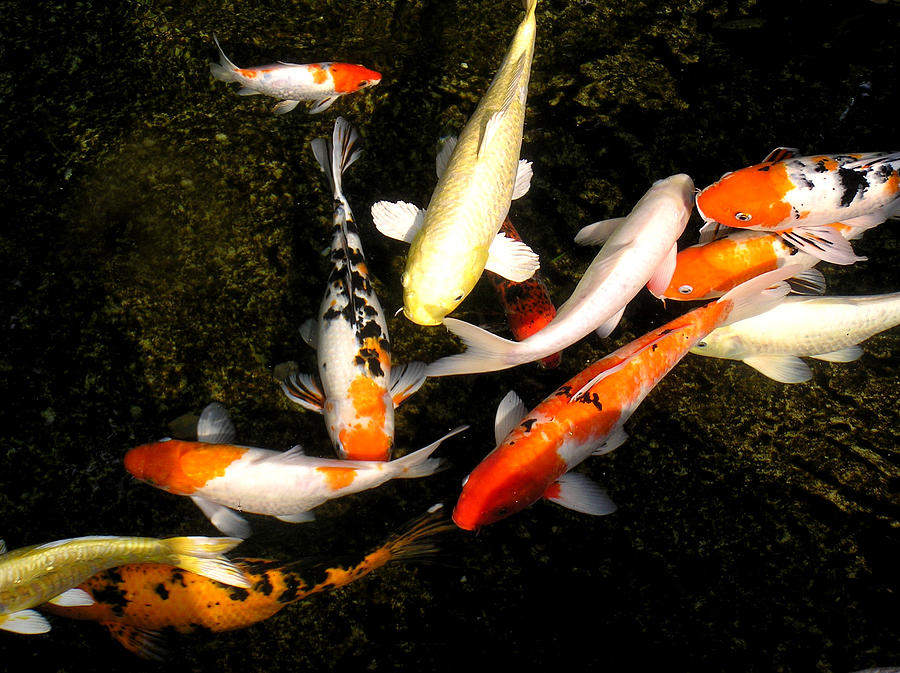 A school of prosperity koi fish in a pond Photograph by Liangpv