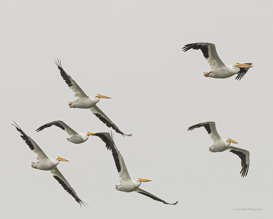 A Scoop of Pelicans Photograph by Al Griffin