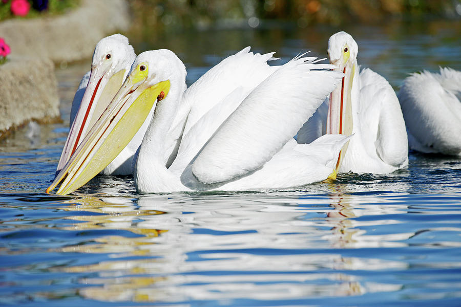 A Scoop Of Pelicans Photograph