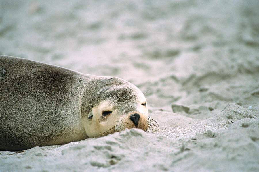 A sea lion sleeping on sand beach, Australia Photograph by Mixa