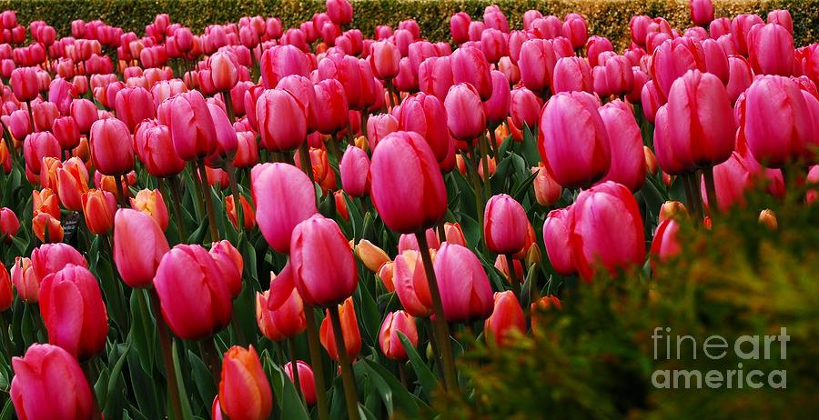 A Sea of Pink Tulips Photograph by Nancy Mueller