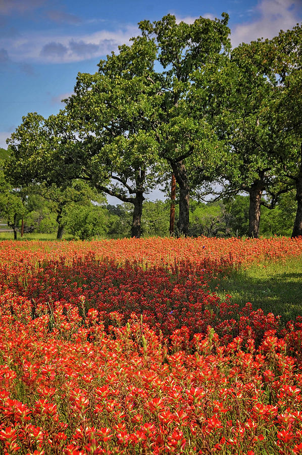 A Sea of Red Indian Paintbrush Photograph by Lynn Bauer