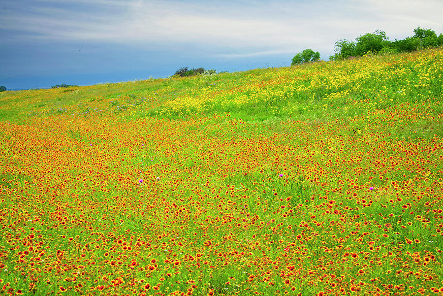A Sea of Texas Wildflowers Photograph by Lynn Bauer