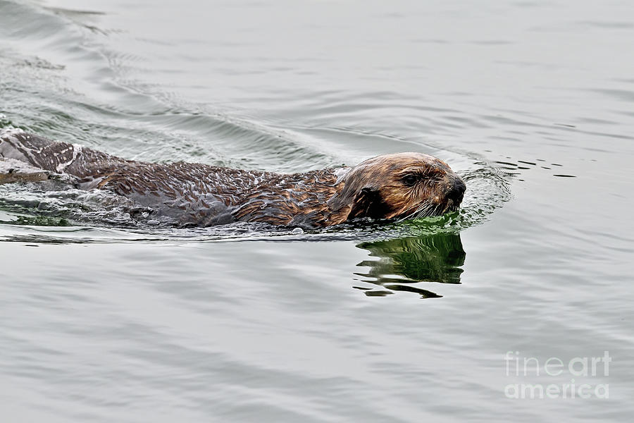 A Sea Otter swimming in Backwater  Photograph by Amazing Action Photo Video