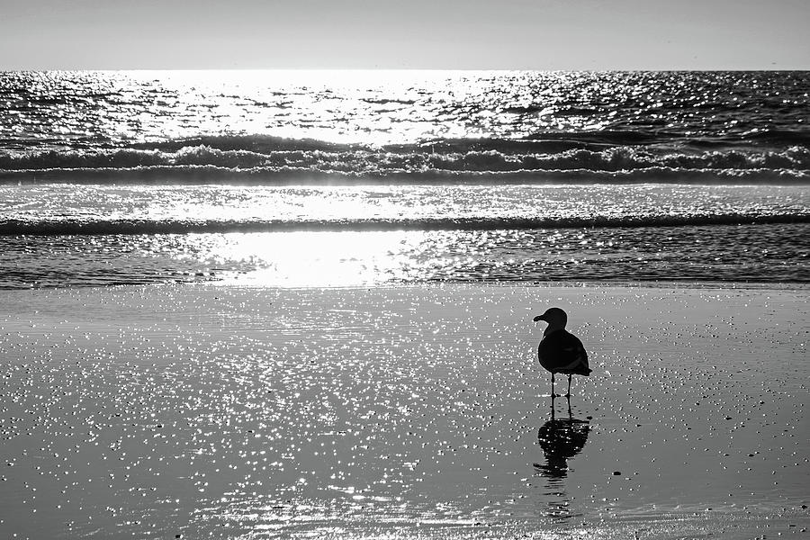 A seagull admiring Venice Beach Venice California Sunset Black and White Photograph by Toby McGuire