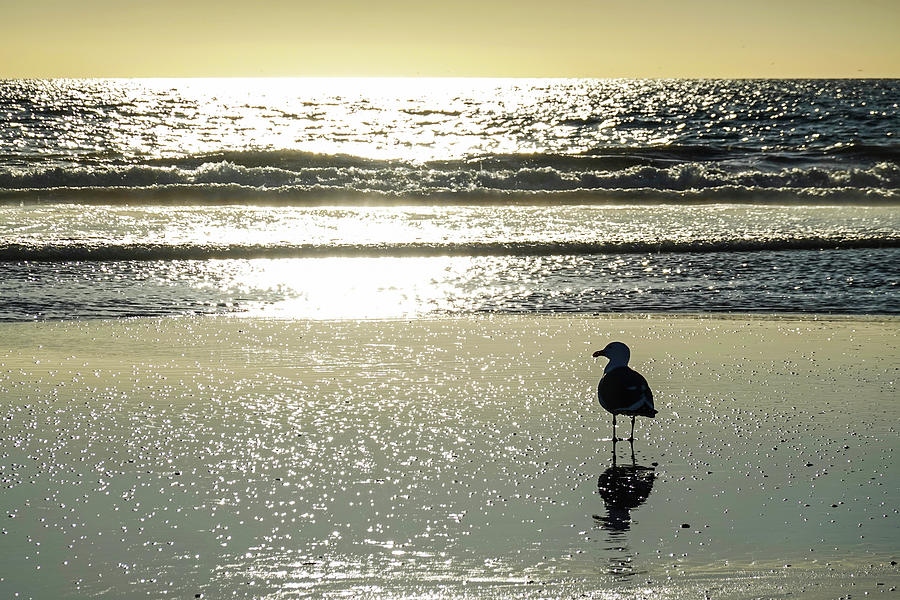 A seagull admiring Venice Beach Venice California Sunset Photograph by Toby McGuire