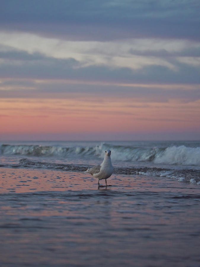A Seagull and the Ocean Photograph by Rachel Morrison