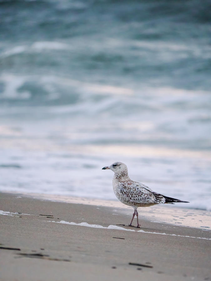 A Seagull at the Beach Photograph by Rachel Morrison