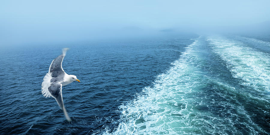 A seagull chasing a ferry Photograph by Manpreet Sokhi