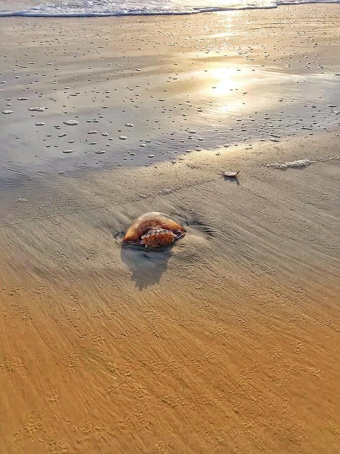 Globe Jellyfish Feast For A Seagull Photograph