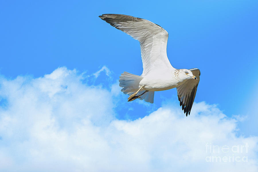 A Seagull Flies Past the Clouds  Photograph by Stephen Geisel