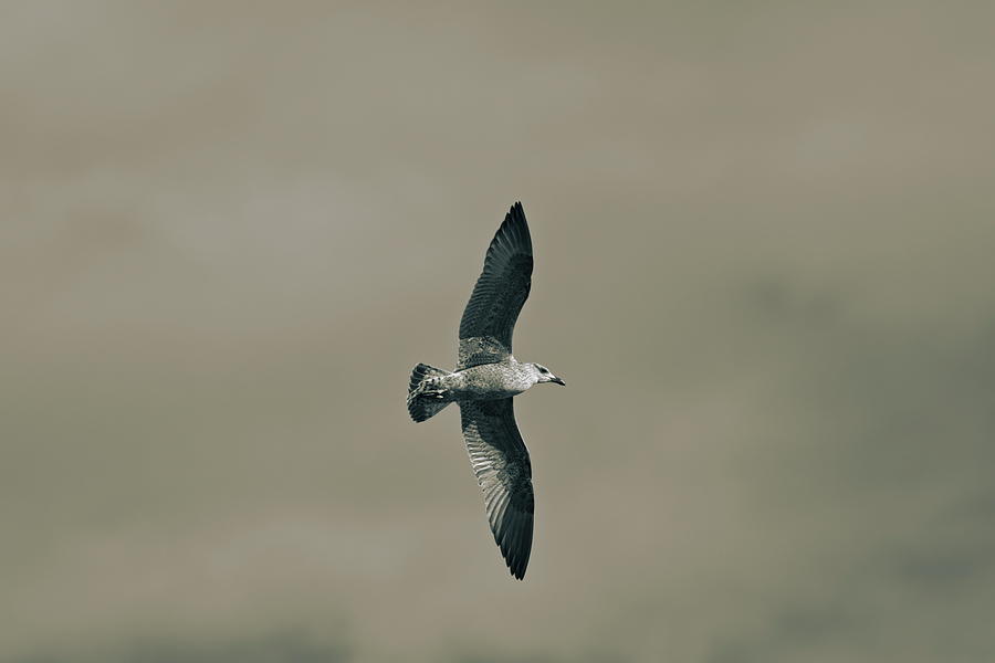 A seagull is soaring on spreaded wings under a cloudy sky - duot Photograph by Ulrich Kunst And Bettina Scheidulin