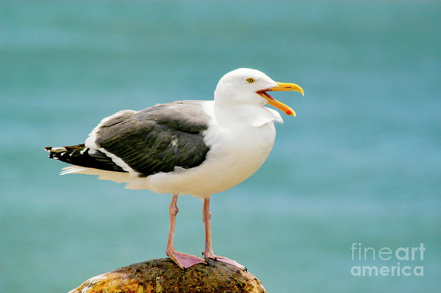A seagull sitting on a pier piling by the ocean. Photograph by Gunther Allen