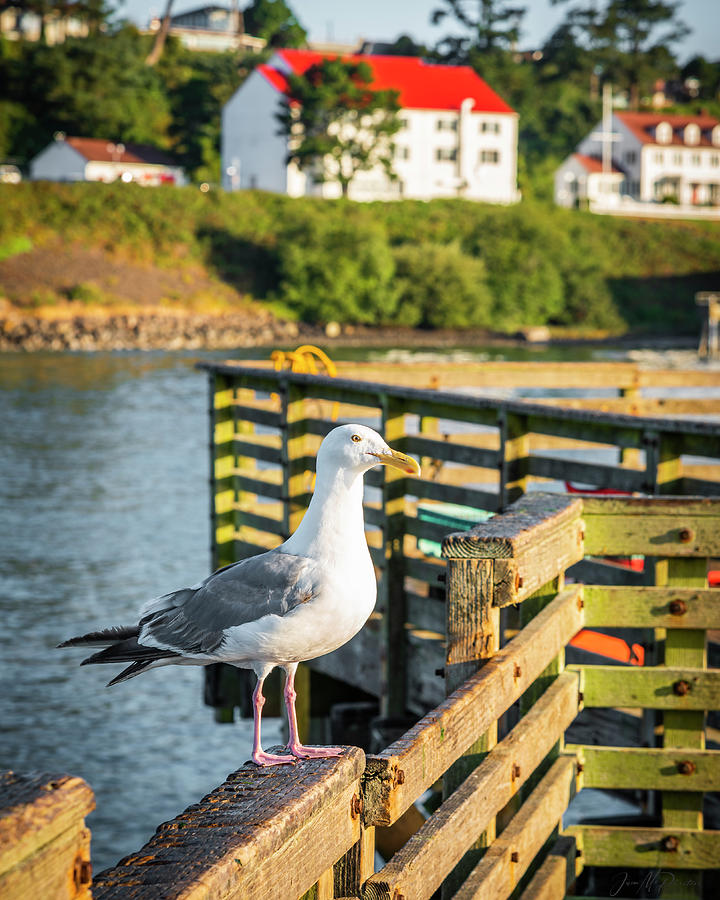 A seagull Standing on a Fishing Dock  In Newport, Oregon Coast Photograph by Jason McPheeters