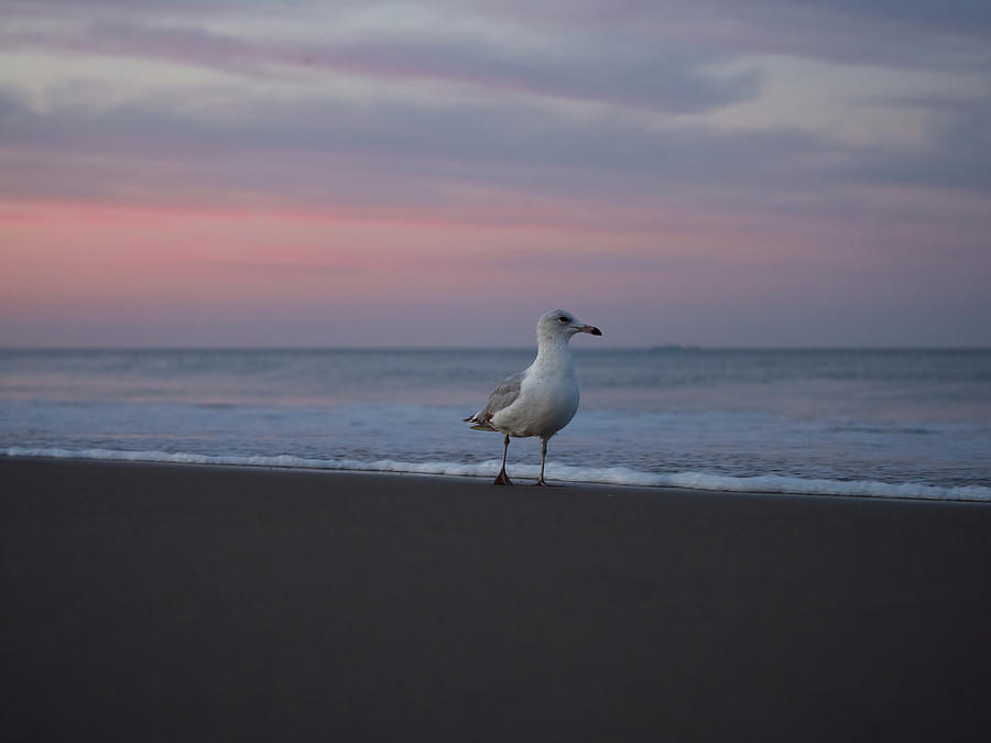 A Seagull Stepping  Photograph by Rachel Morrison
