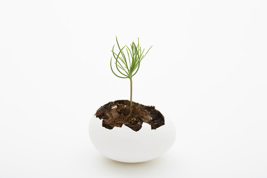 A seedling growing from an eggshell Photograph by Diane Macdonald