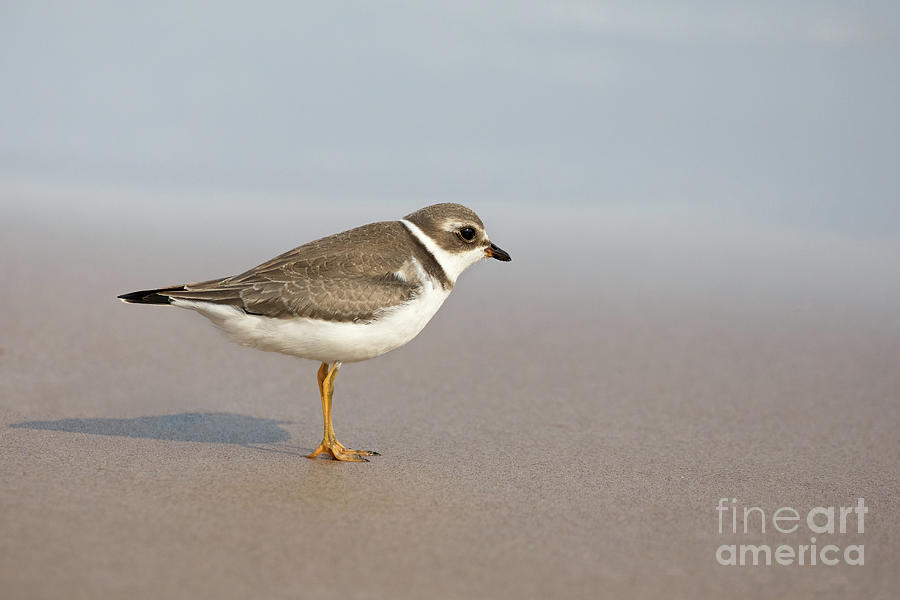 A semipalmated plover, Charadrius semipalmatus, foraging for food on the shoreline in Iles de la Madeleine, Canada. Photograph by Jane Rix