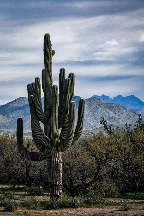 A Sentinel Of The Sonoran  Photograph by Saija Lehtonen