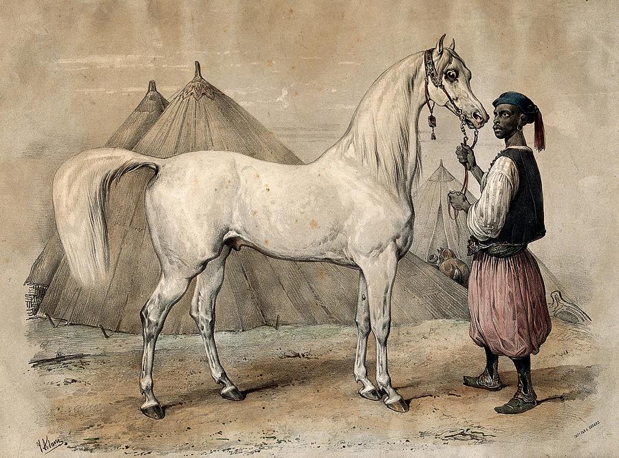 A servant in oriental clothing is holding a white Arab horse by the reins. Coloured chalk lithograph Painting by Artistic Rifki