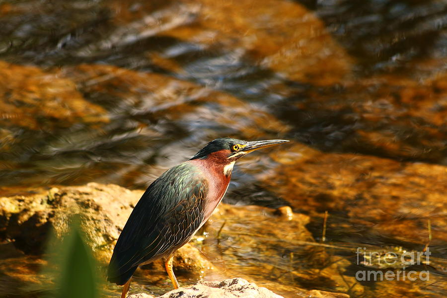 A Shark Valley Green Heron Photograph by Christiane Schulze Art And Photography