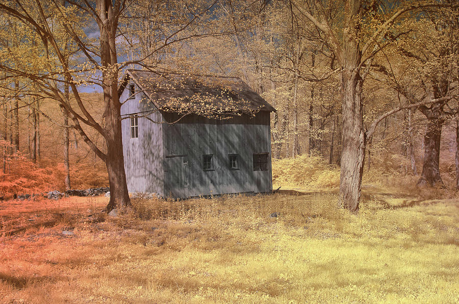 A shed in the woods Photograph by Alan Goldberg