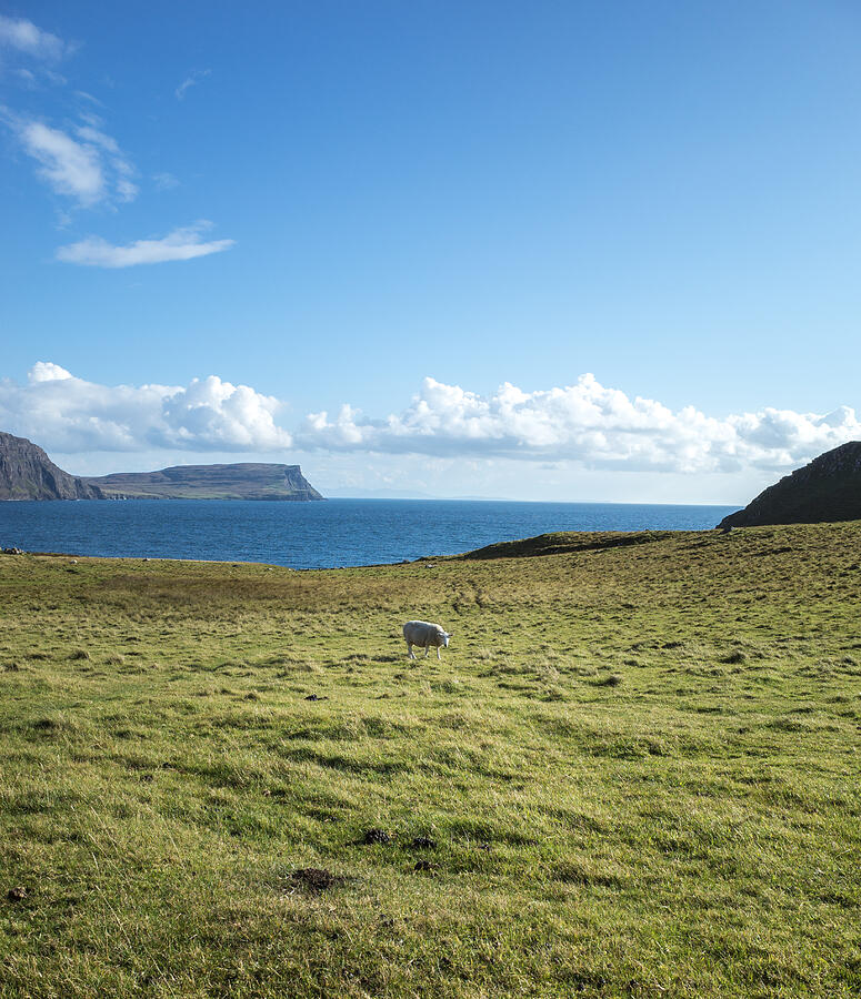 A sheep at the Coastline, Glendale, Isle of Skye, Scotland Photograph by Vsojoy