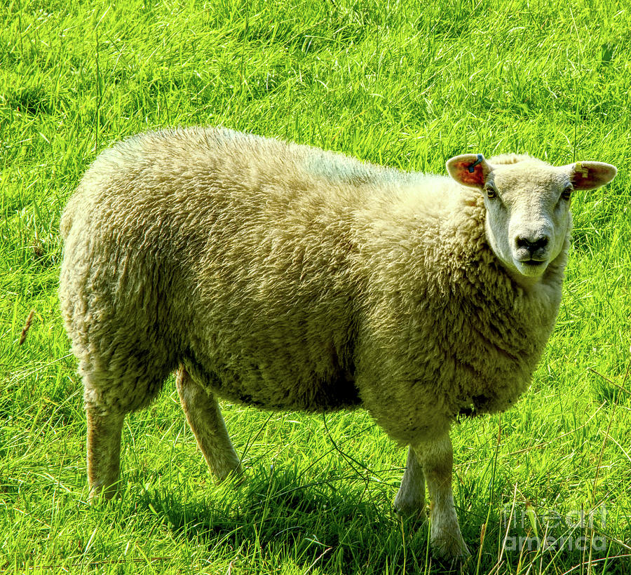 A sheep in a field, Heywood UK Photograph by Pics By Tony