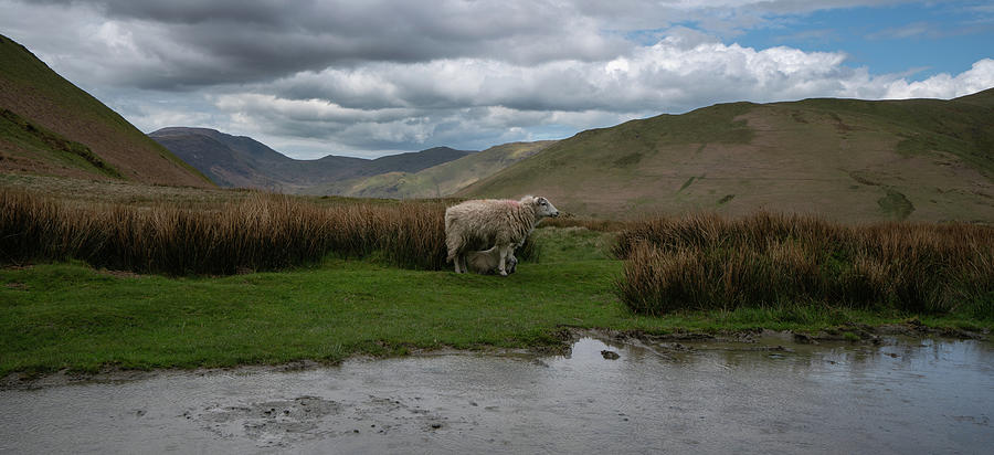 A sheep with her offspring at the side of the road in the mountains near Buttermere, England Photograph by Anges Van der Logt