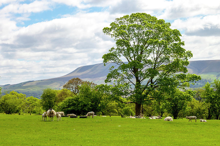 A Sheeps View of Pendle Hill Photograph by W Chris Fooshee