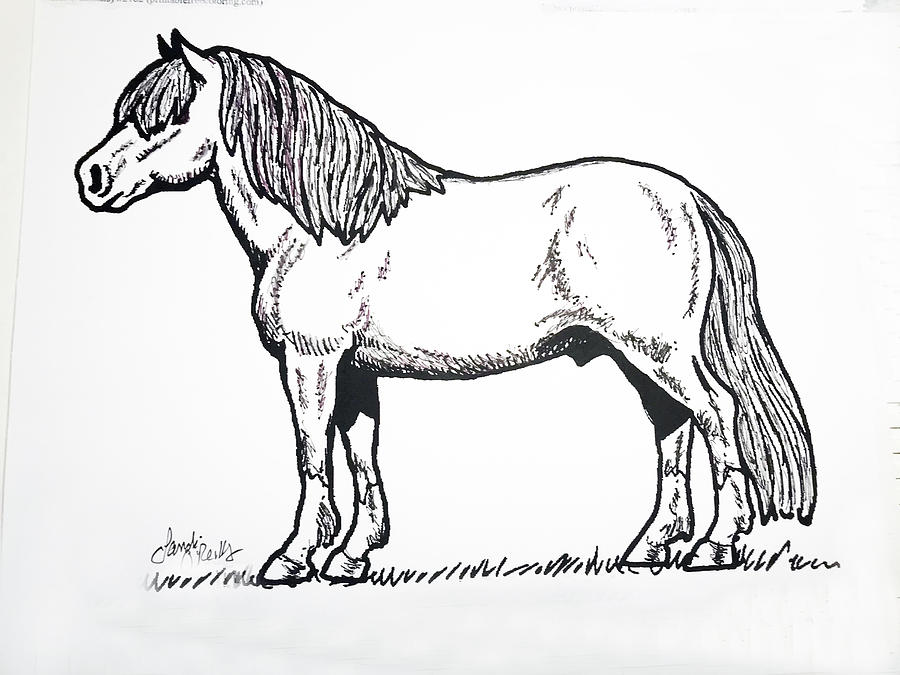 A Shetland Pony Drawing Drawing by Sandi OReilly