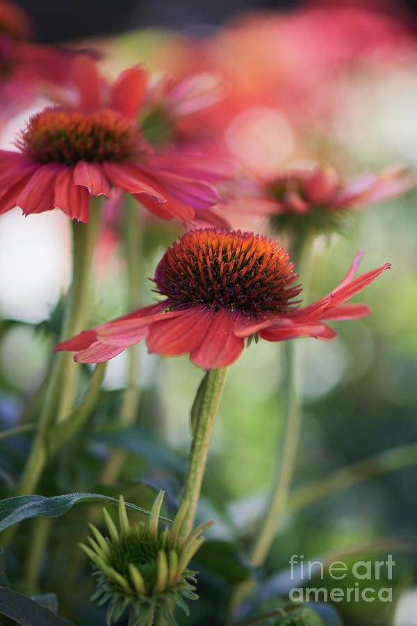 A shining Pink Coneflower  Photograph by Abigail Diane Photography