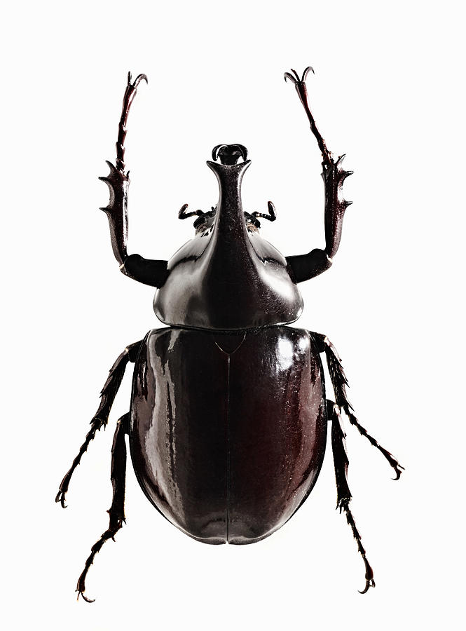 A shiny black beetle Photograph by Image Source